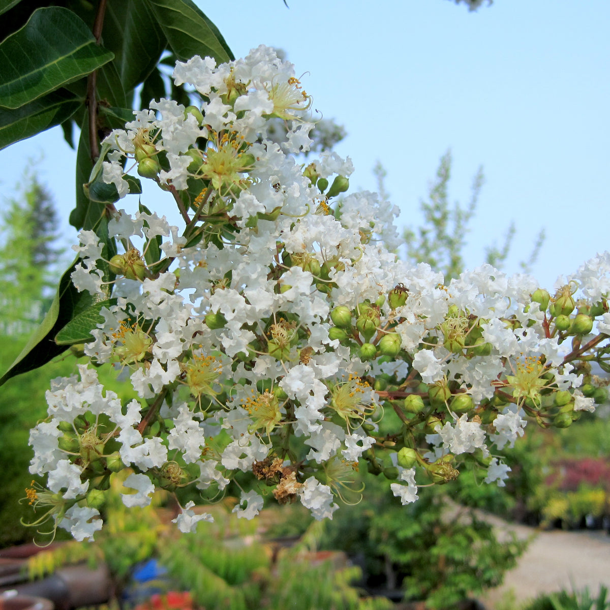 Lagerstroemia 'Natchez', Tree Form (white)