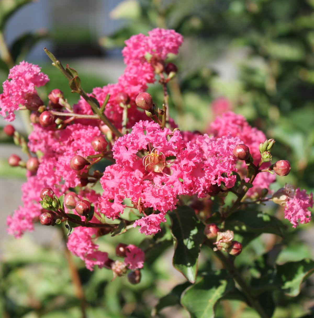 Lagerstroemia 'Tuscarora' (pink)
