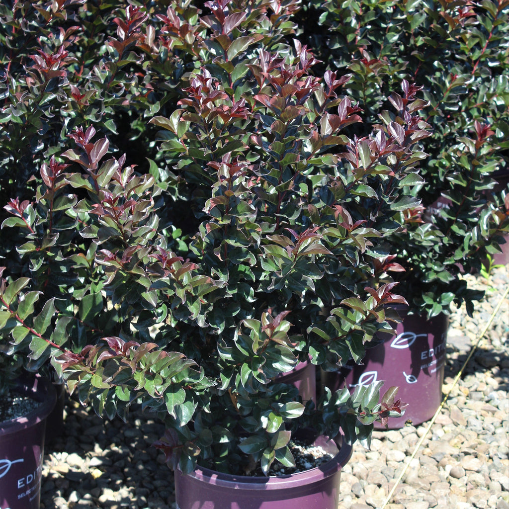Lagerstroemia in. FIRST EDITIONS® 'Plum Magic' PP23960