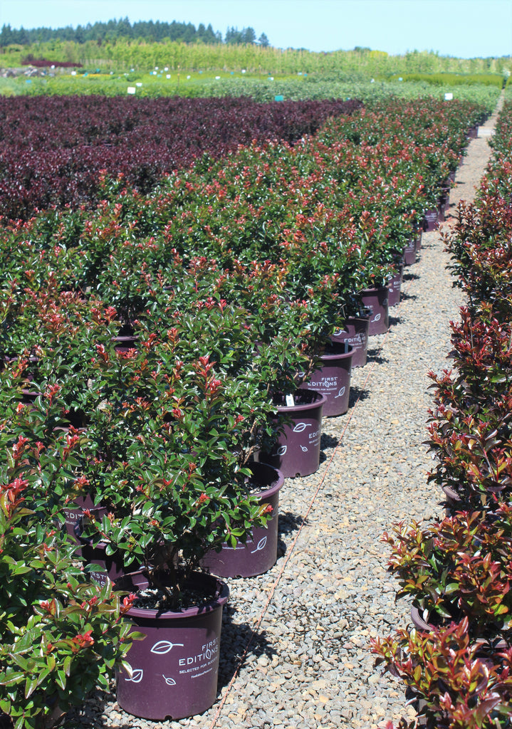 Lagerstroemia in. FIRST EDITIONS® 'Purple Magic' PP23906