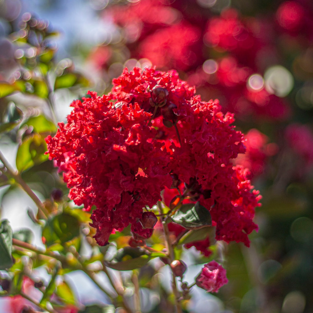 Lagerstroemia 'Dynamite'® (red), PP10296, Multi