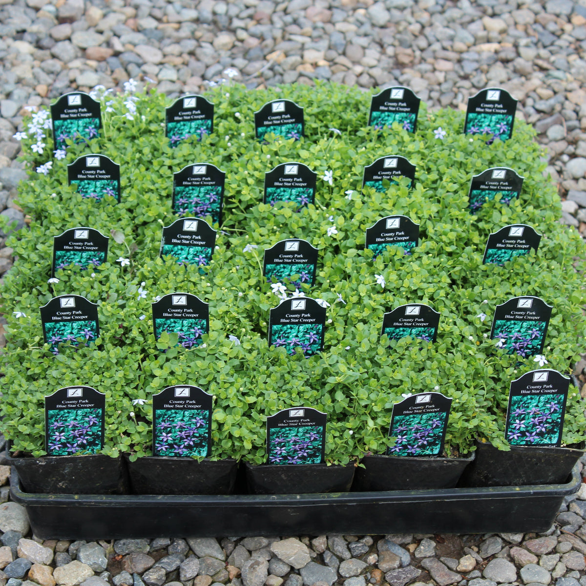 Groundcover, Laurentia a. 'County Park' (Pratia)- 25 per flat