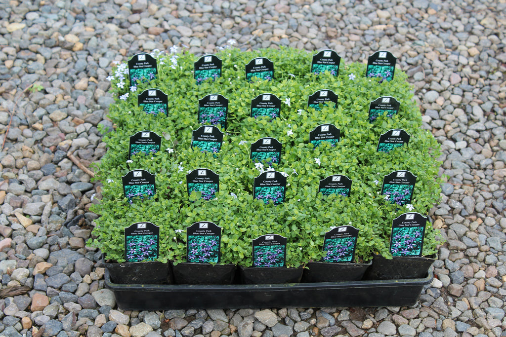 Groundcover, Laurentia a. 'County Park' (Pratia)- 25 per flat