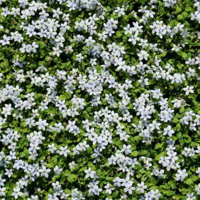 Groundcover, Laurentia fl. 'Blue Star Creeper' (Pratia)
