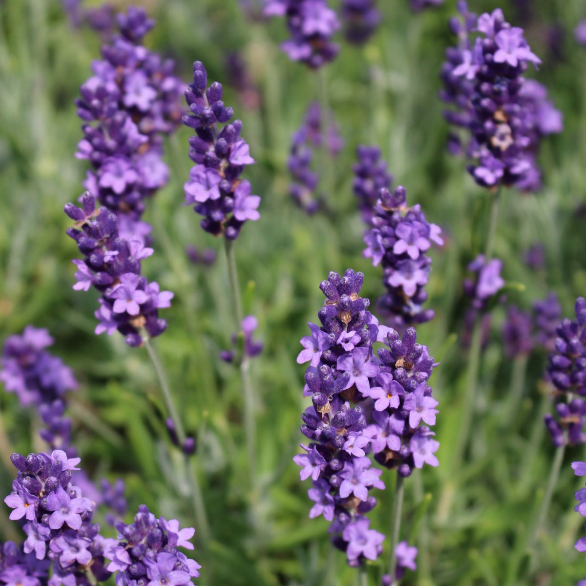 Lavandula ang. 'Big Time Blue' PPAF