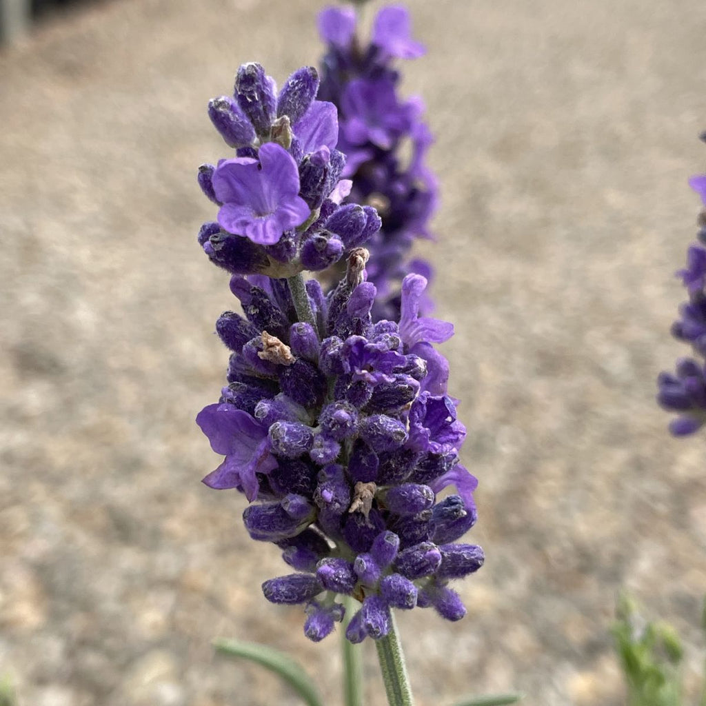 Lavandula ang. 'Hidcote Blue'