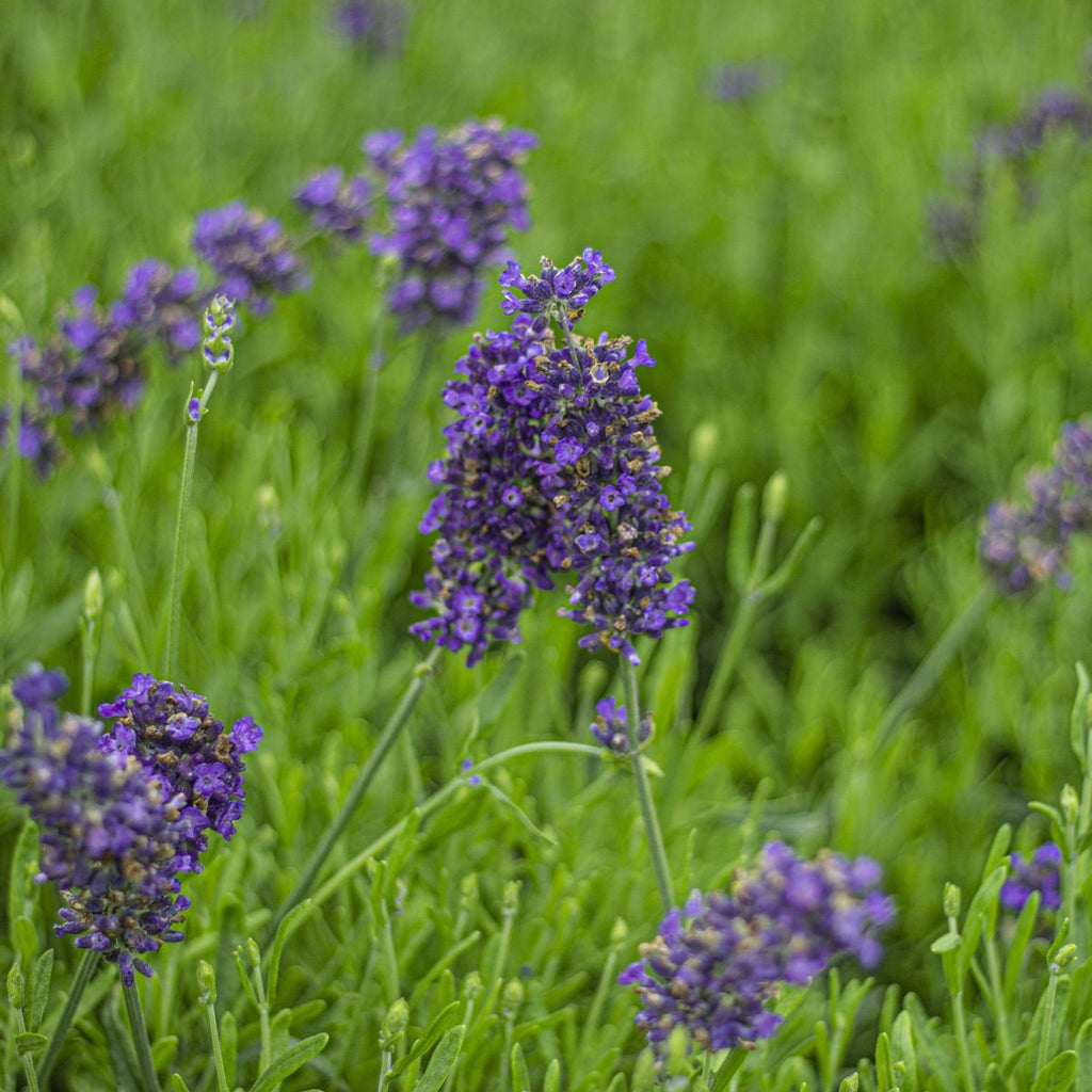 Lavandula ang. 'Hidcote'