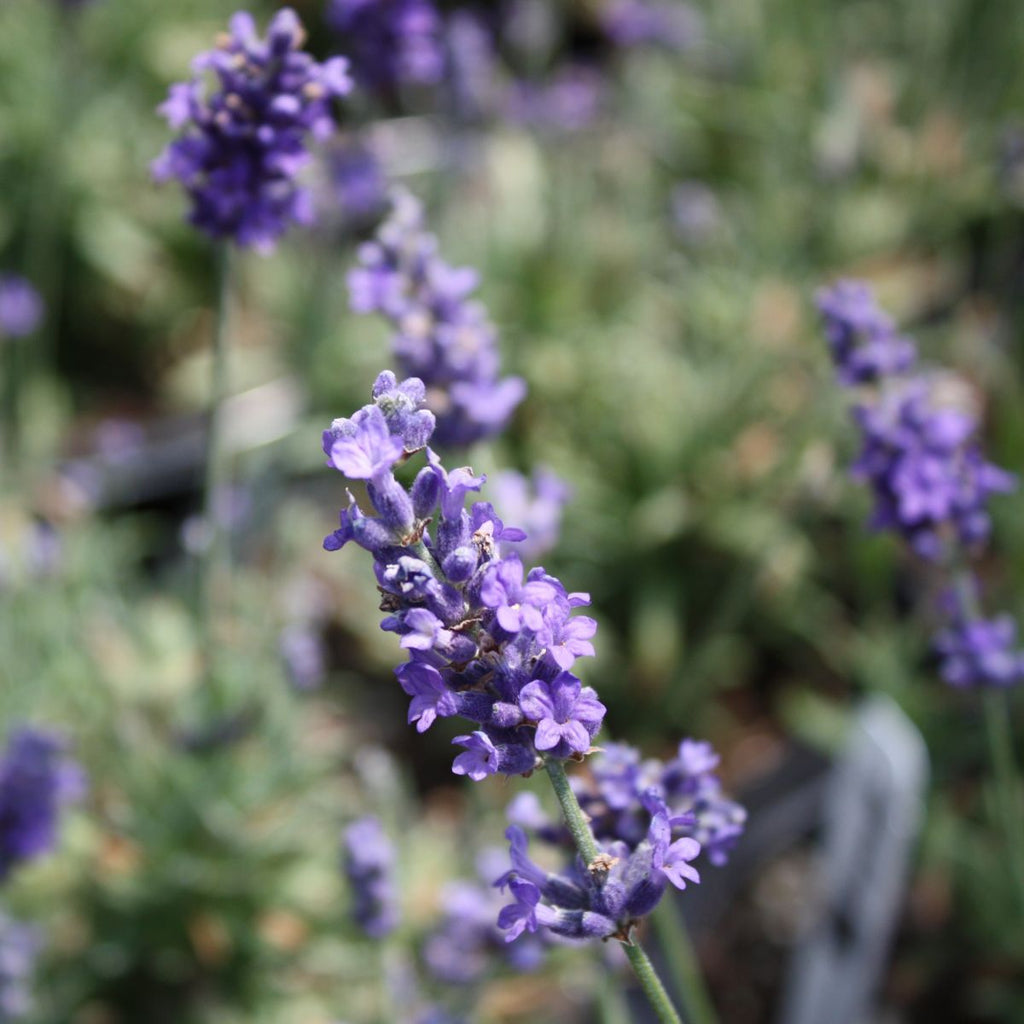 Lavandula ang. 'Munstead'