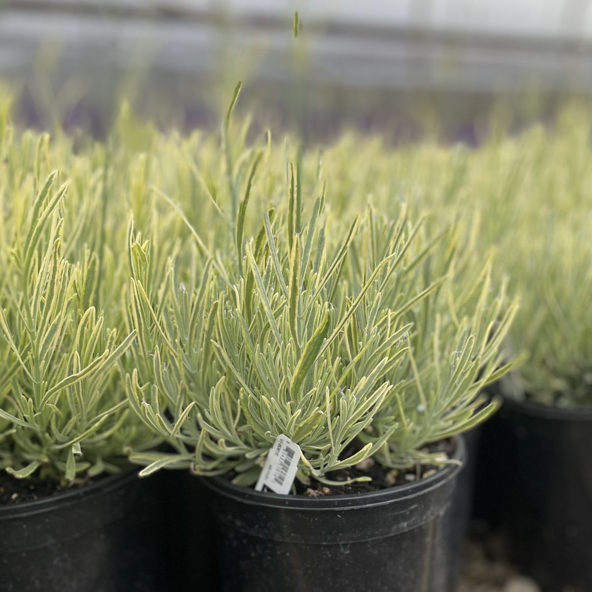 Lavandula ang. 'Platinum Blonde' ™
