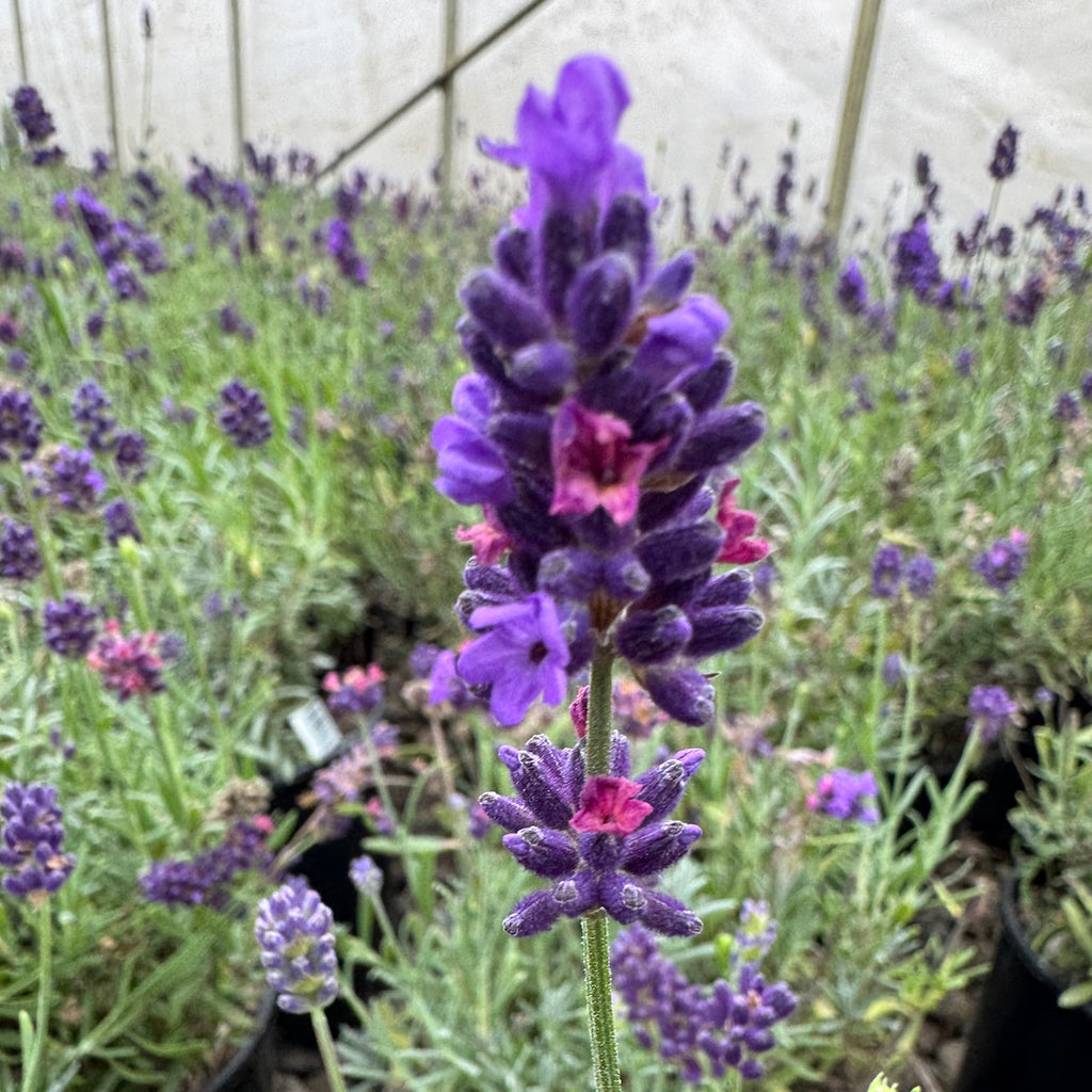 Lavandula ang. 'Super Blue'