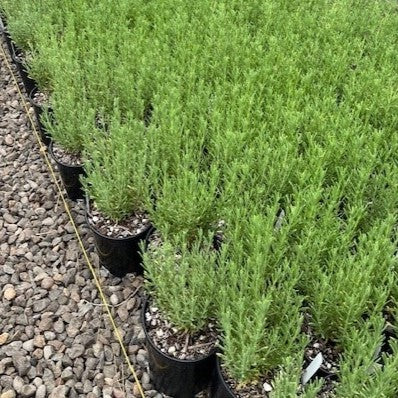 Lavandula stoechas 'Anouk Twilight Sky'