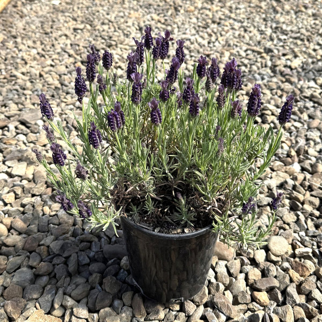 Lavandula stoechas 'Anouk' PP16685