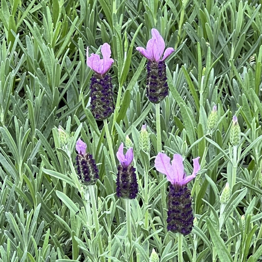 Lavandula x intermedia 'Grosso'