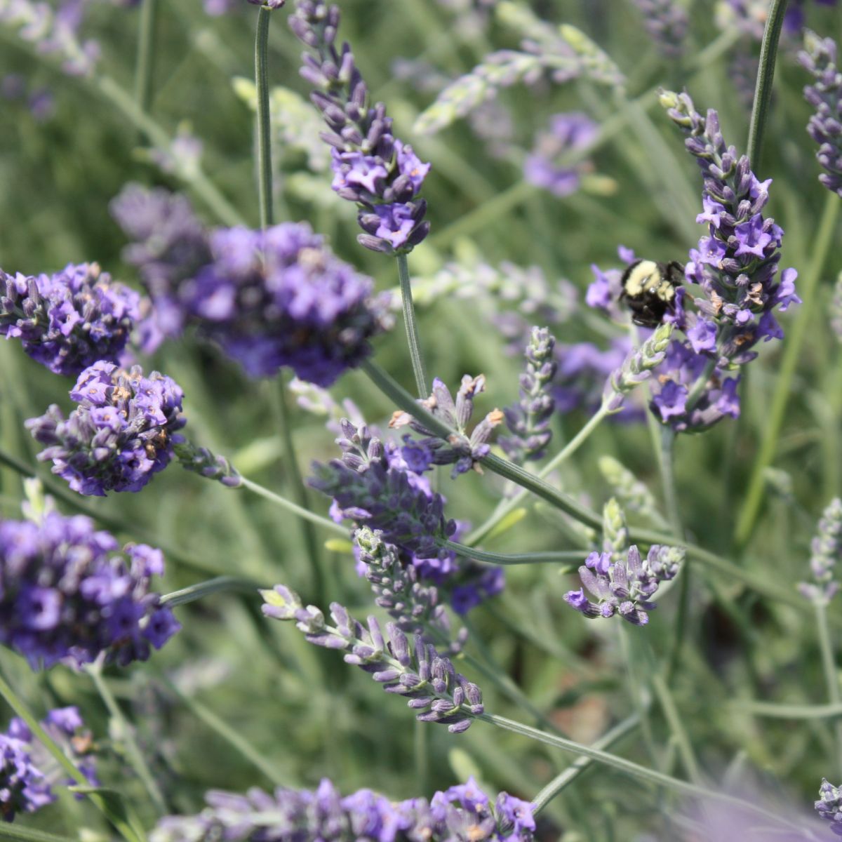 Lavandula x intermedia 'Phenomenal' PPAF
