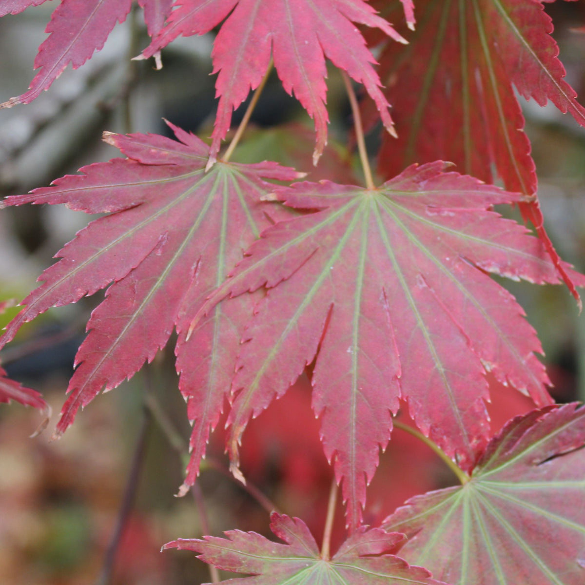 Acer japonicum 'Yasmin'