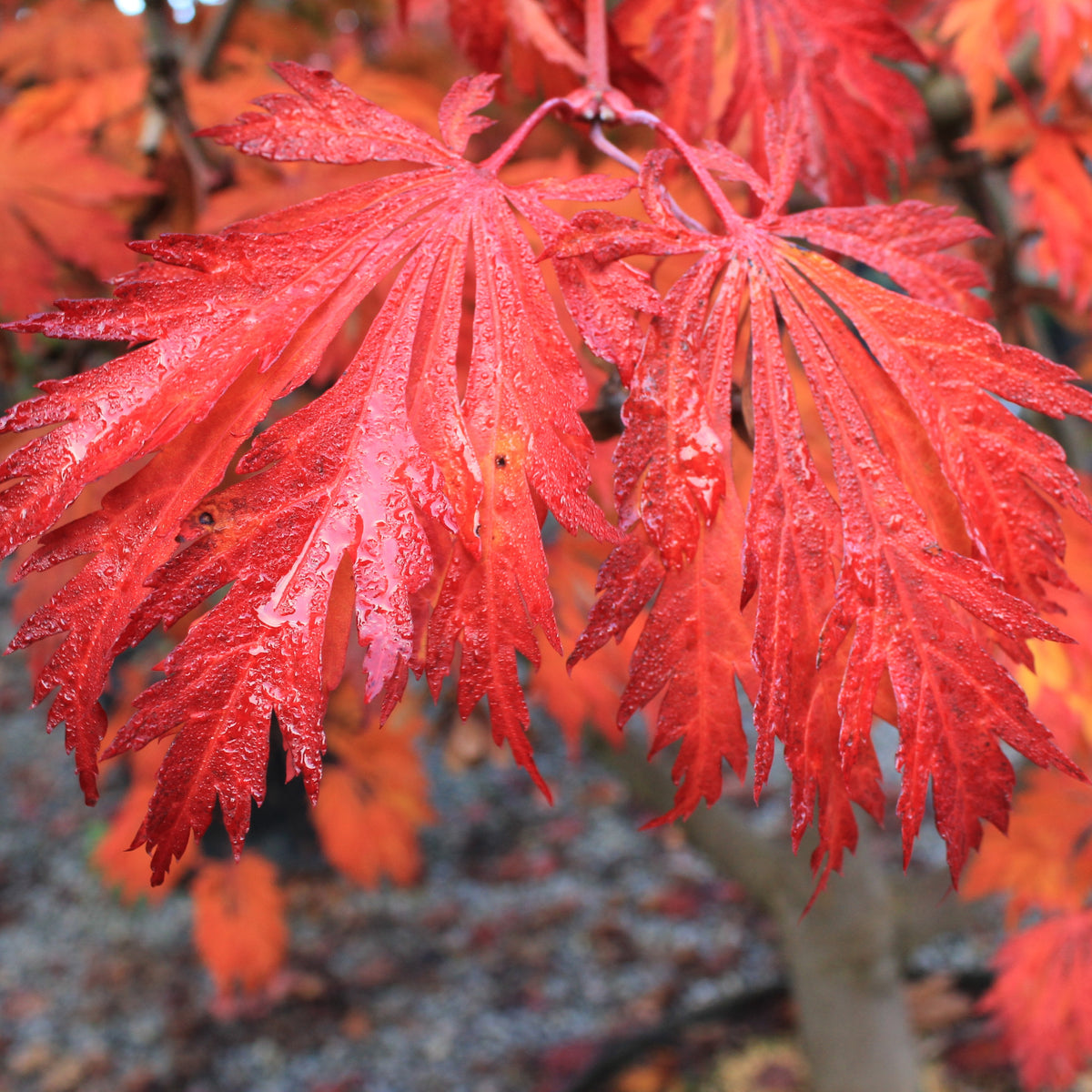 Acer japonicum 'Aconitifolium'