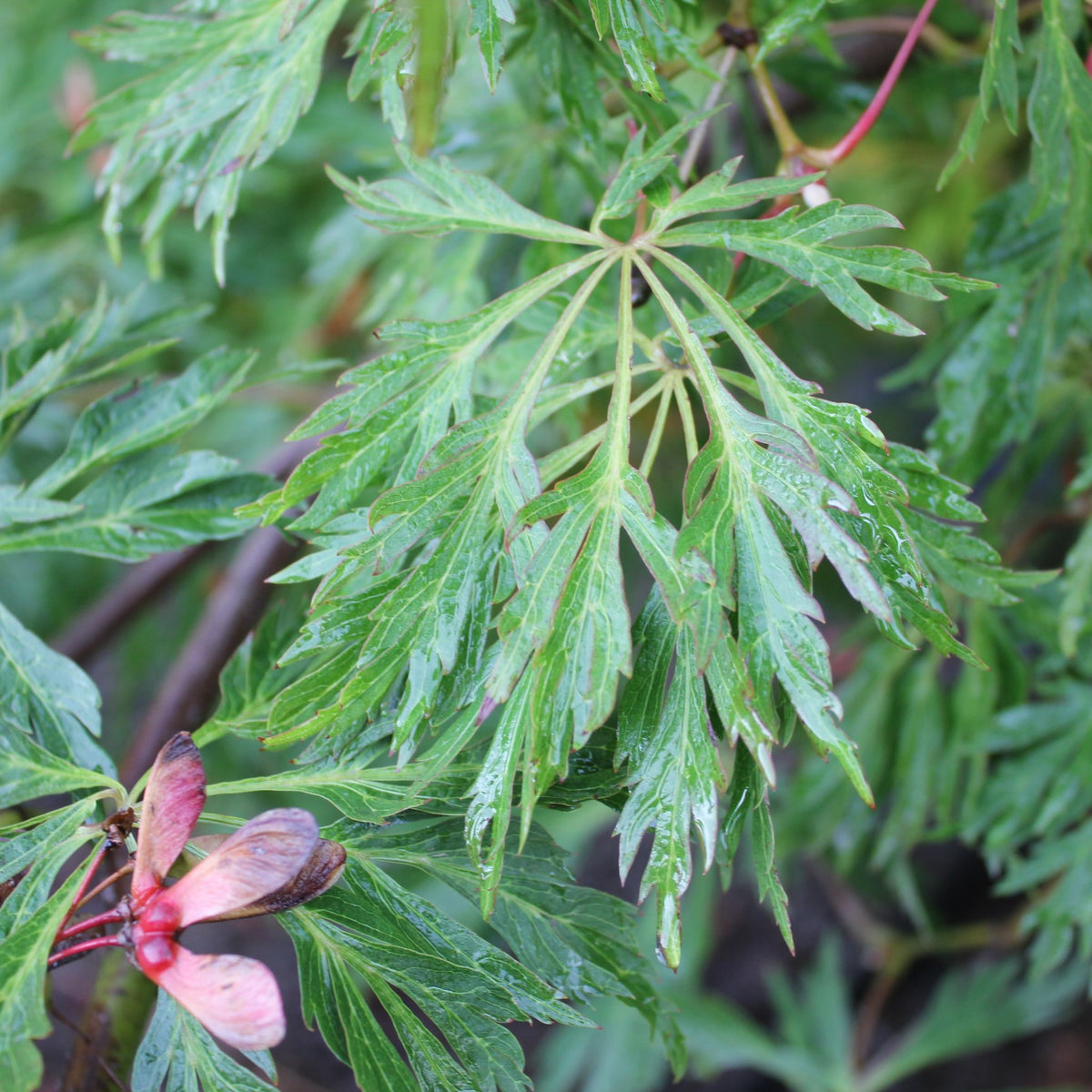 Acer japonicum 'Green Cascade'
