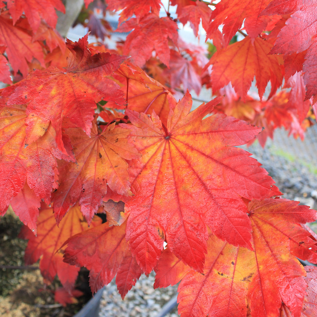 Acer japonicum 'Itaya' (CG)