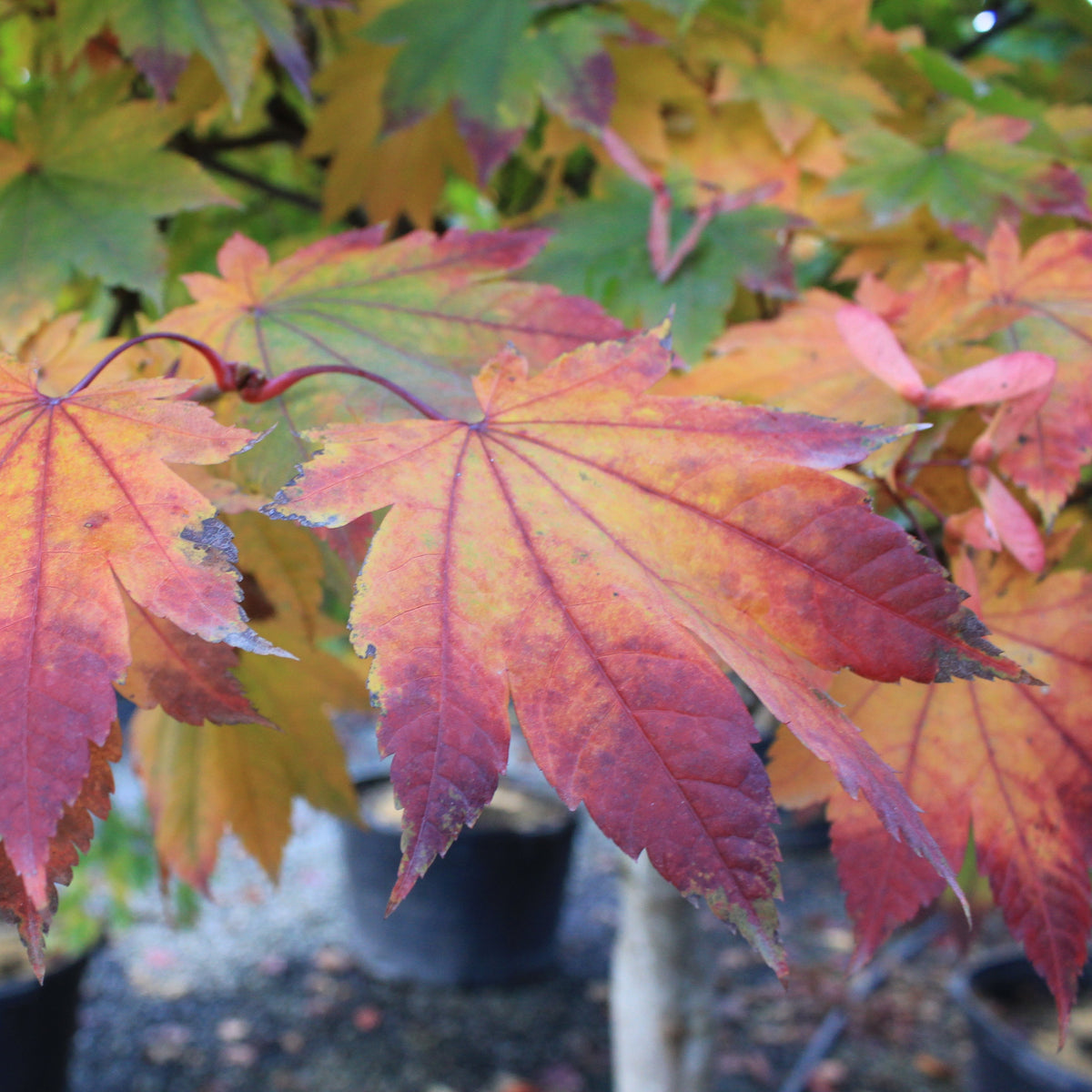 Acer japonicum 'Itaya'