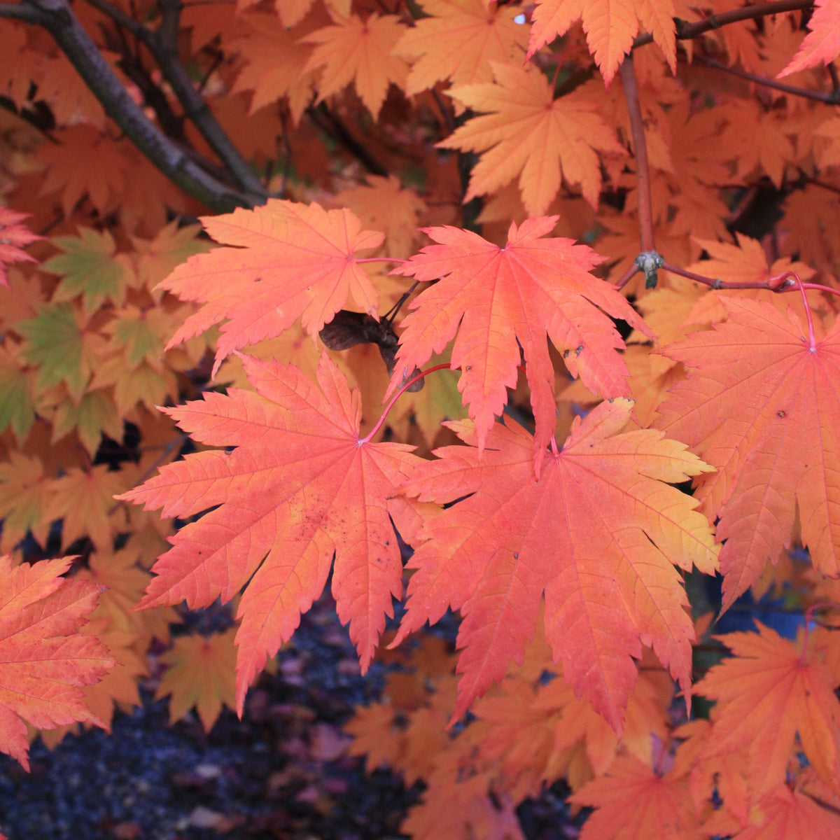 Acer japonicum 'Meigetsu'