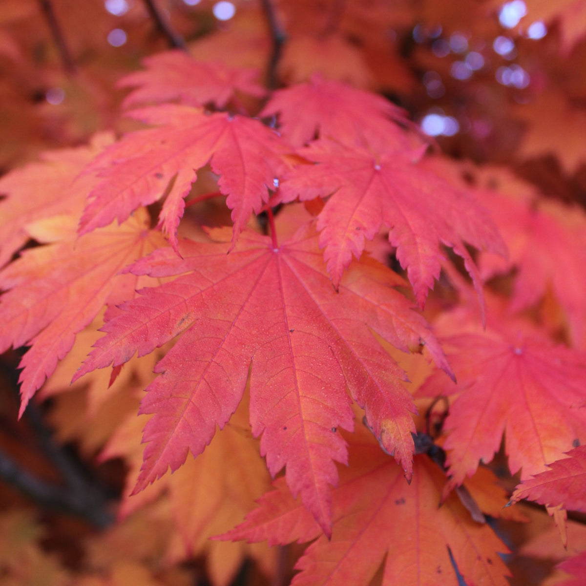 Acer japonicum 'Meigetsu'