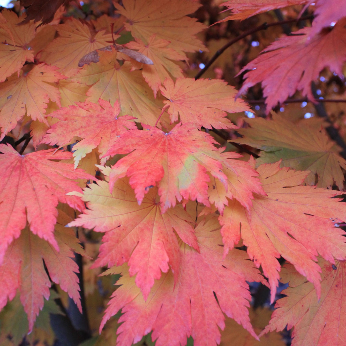 Acer japonicum 'Vitifolium'