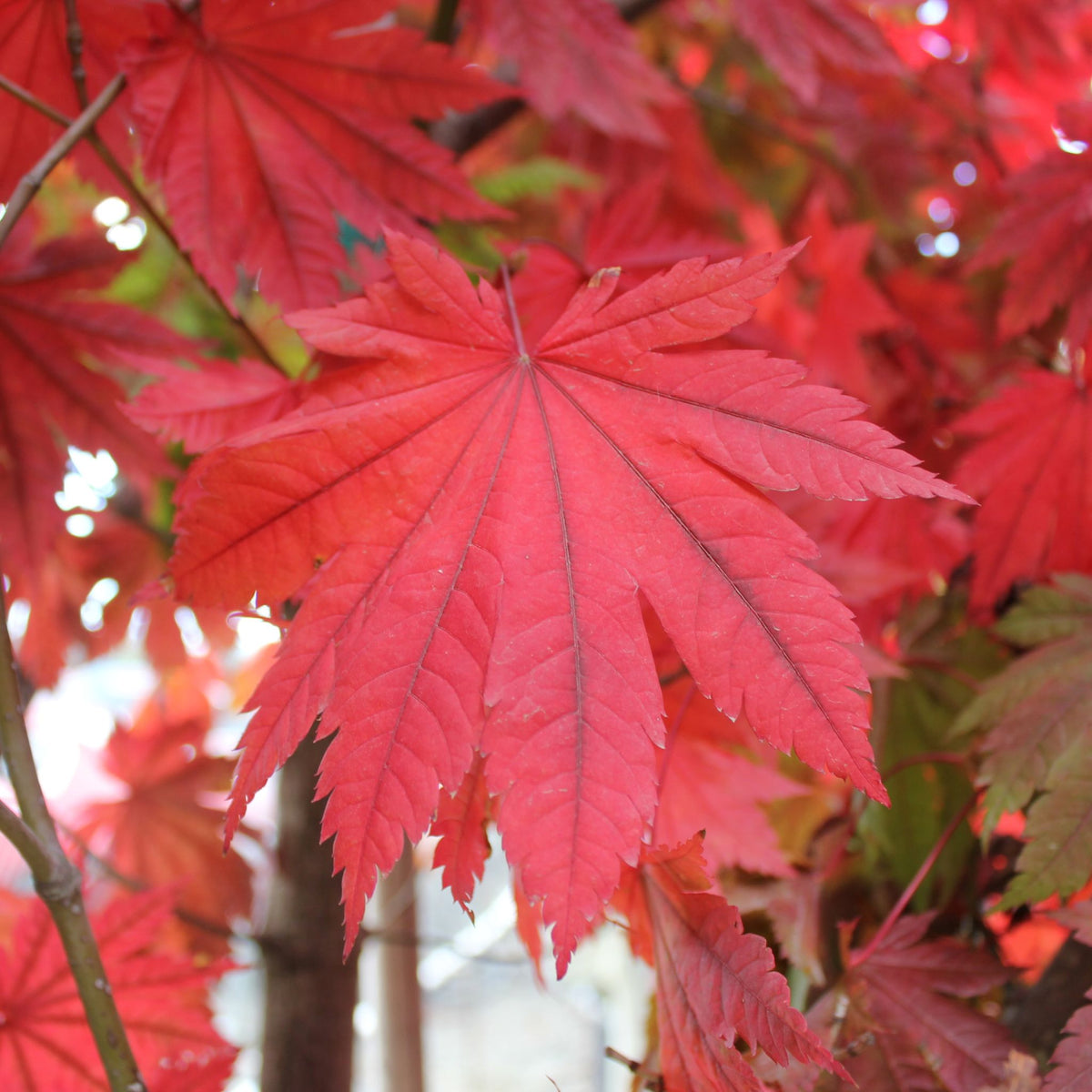 Acer japonicum 'Vitifolium'