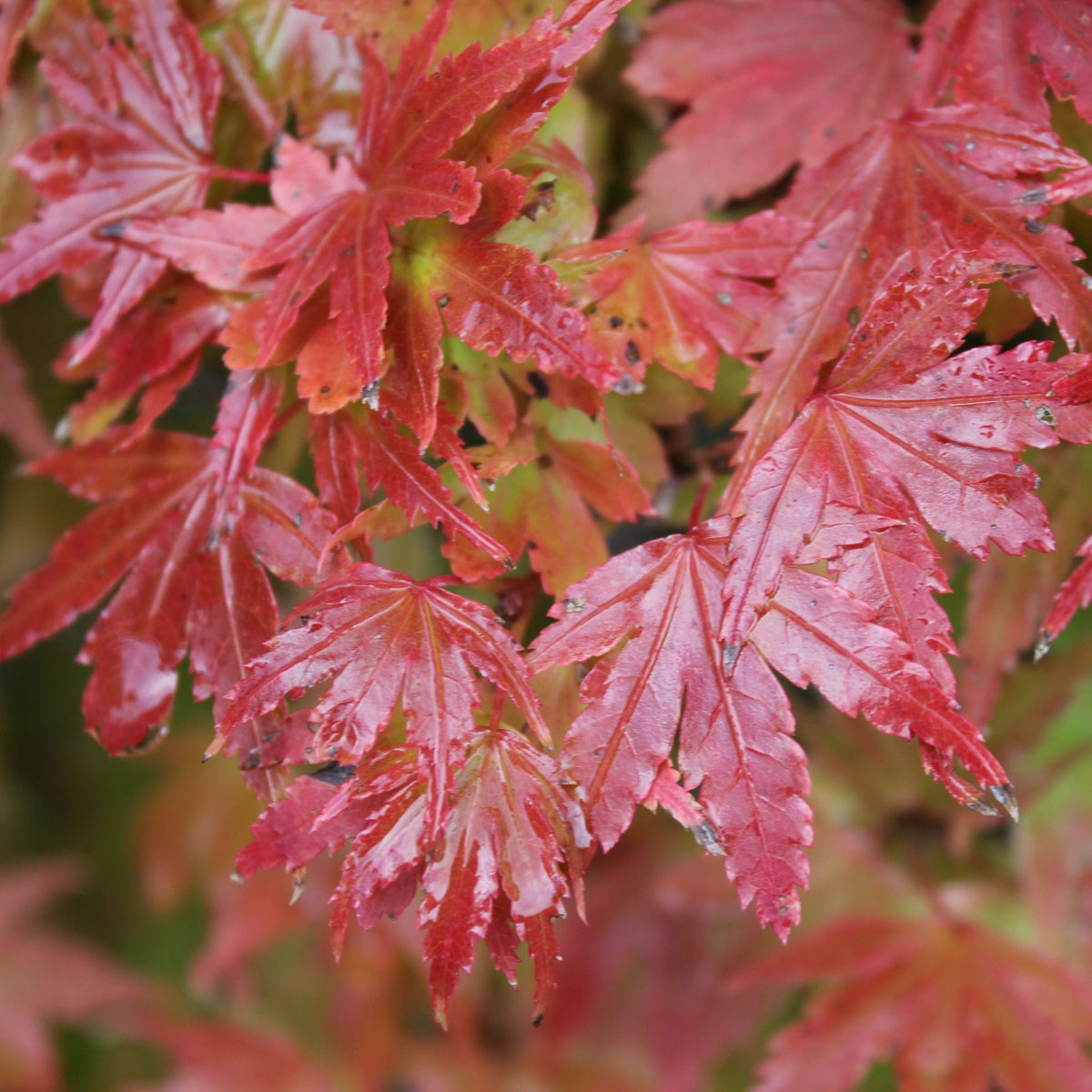 Acer palmatum 'Akita yatsubusa' (Dwarf)