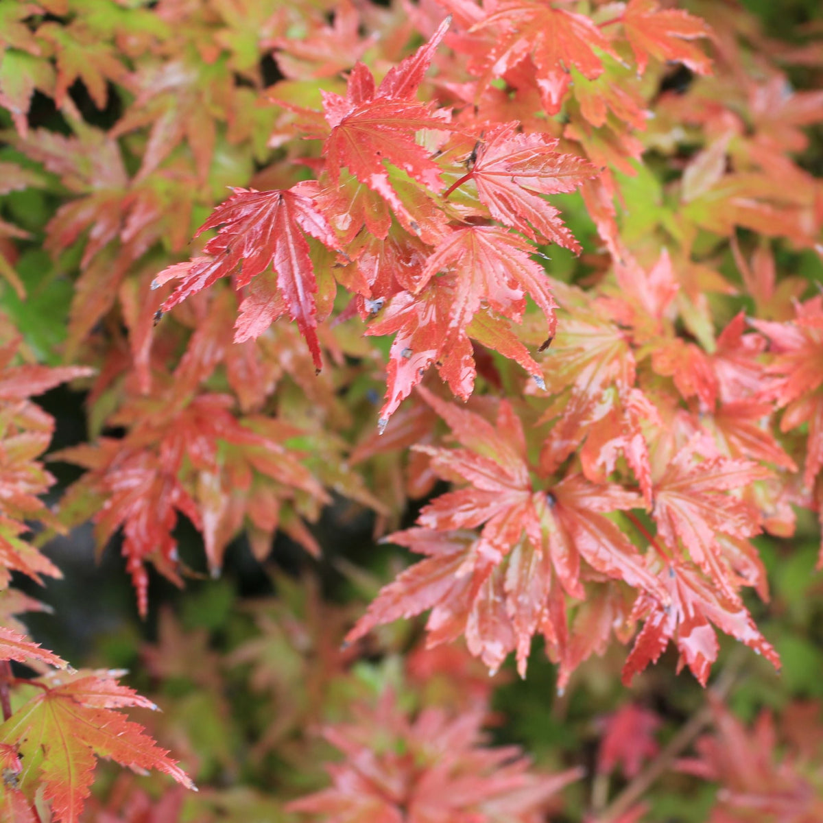 Acer palmatum 'Akita yatsubusa' (Dwarf)