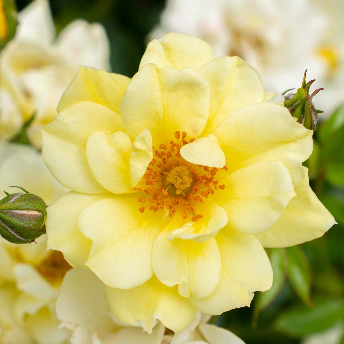 Rosa gc. DRIFT® LEMON PP20635 (yellow)