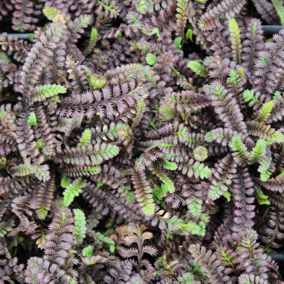 Groundcover, Leptinella squalida 'Platt's Black'