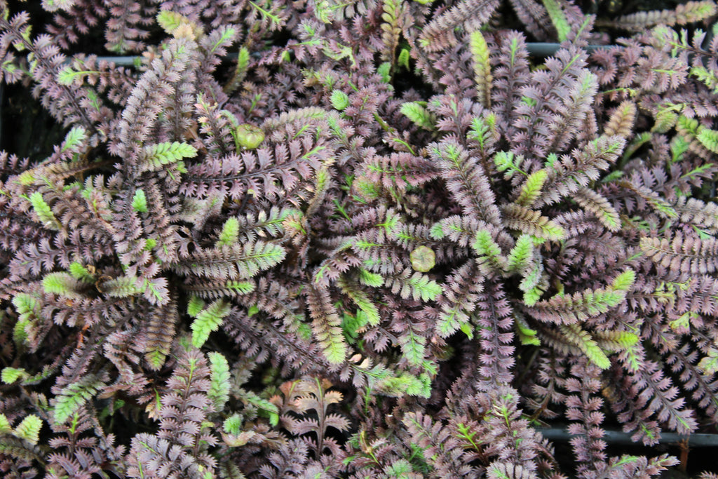 Groundcover, Leptinella squalida 'Platt's Black'