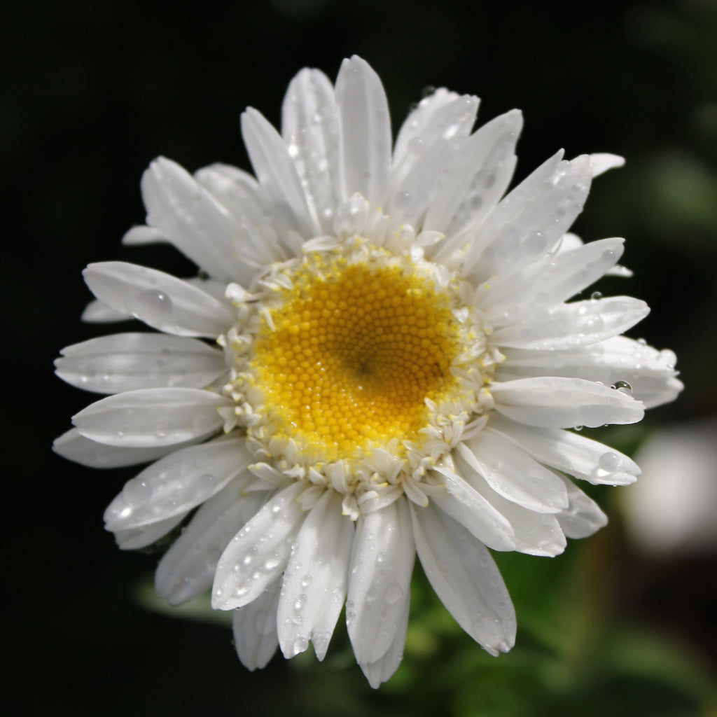 Leucanthemum x s. SWEET DAISY™ 'Birdy'