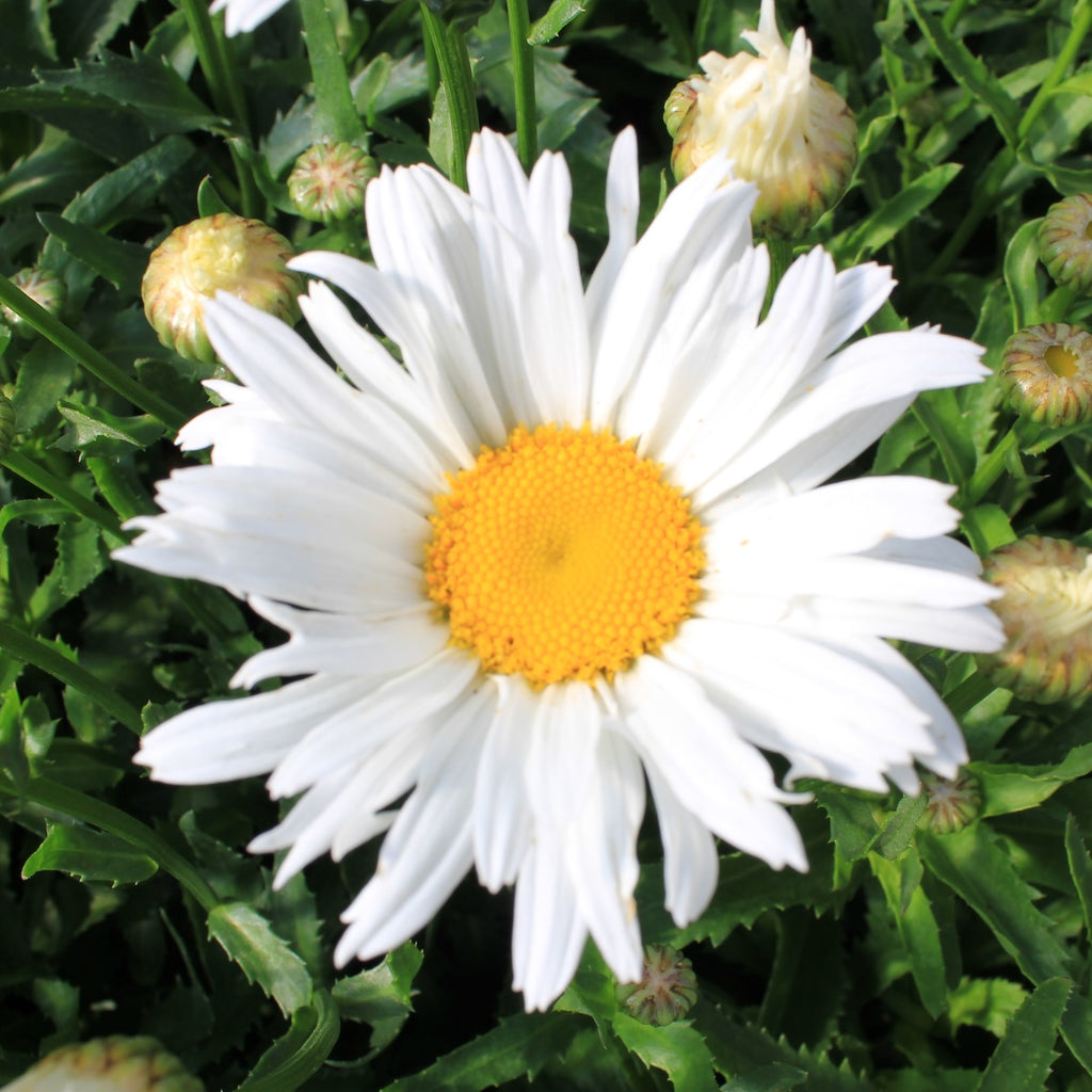 Leucanthemum x superbum 'Madonna'