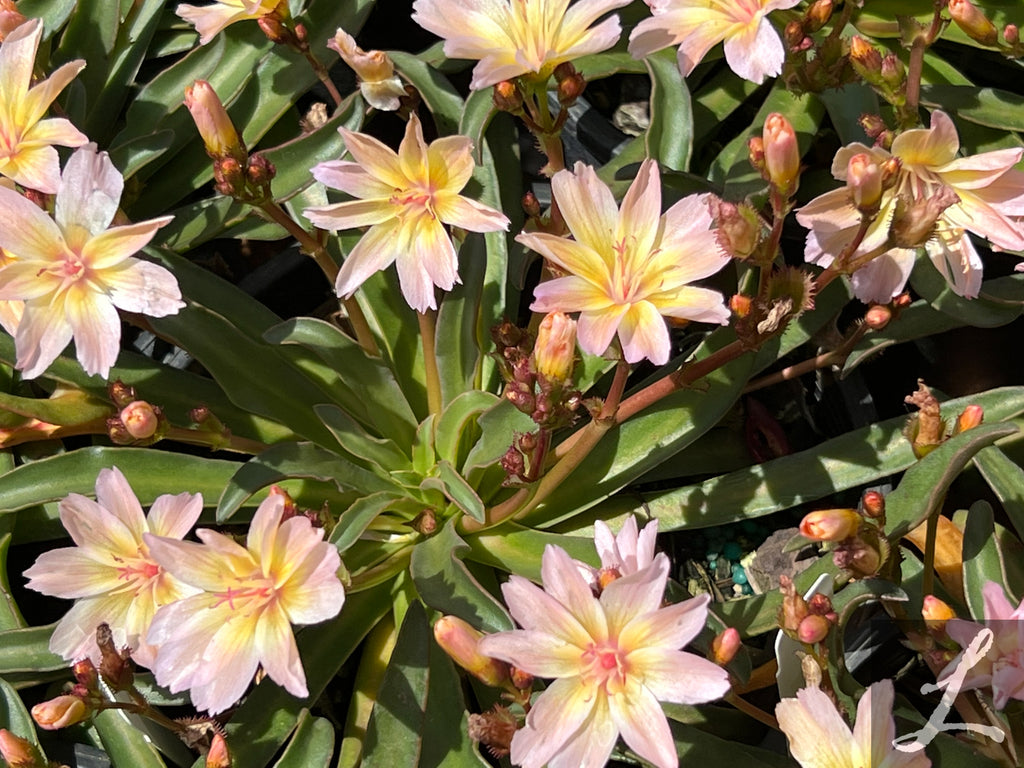Lewisia cotyledon 'Little Peach'