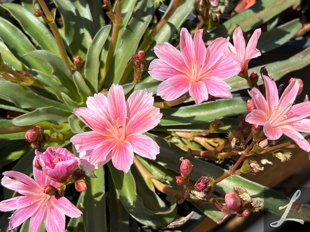 Lewisia cotyledon 'Little Plum'