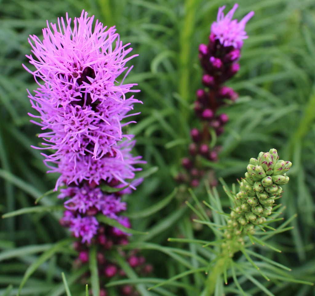 Liatris s. 'Kobold'