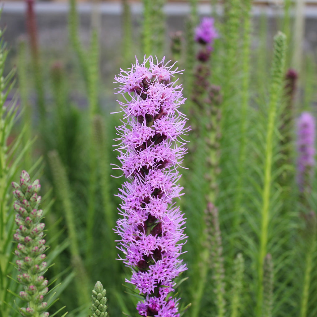 Liatris spicata