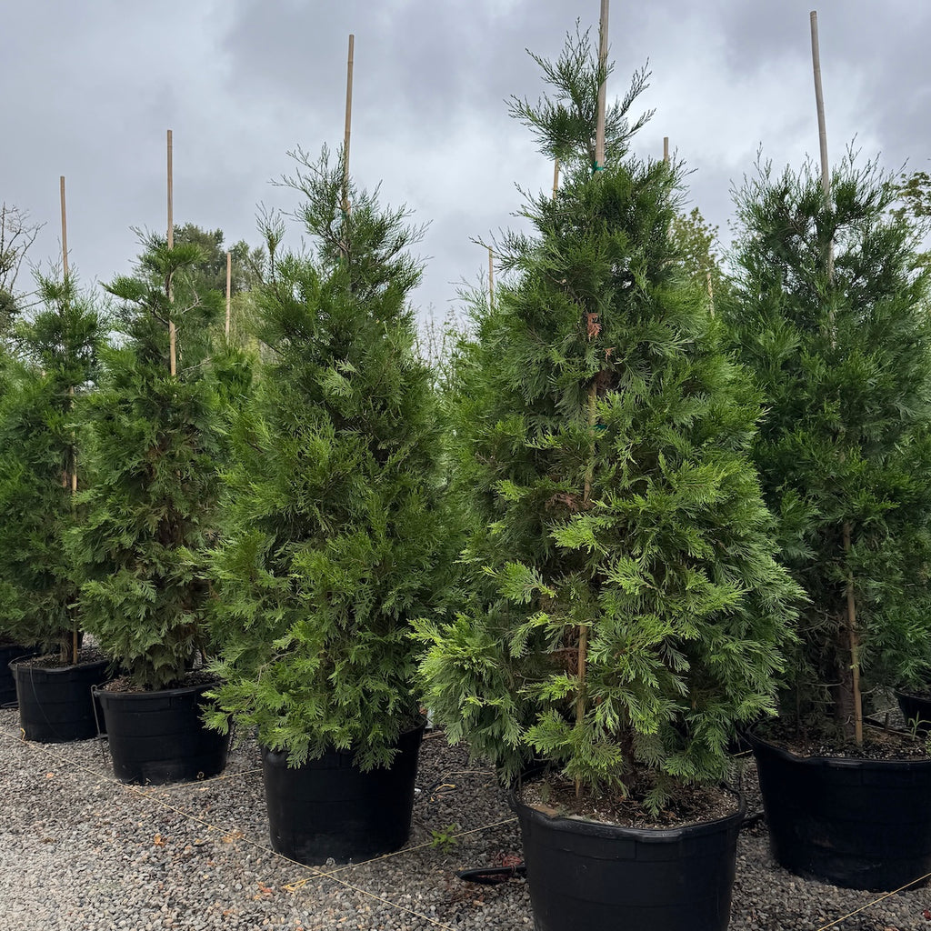 Libocedrus decurrens (CG)