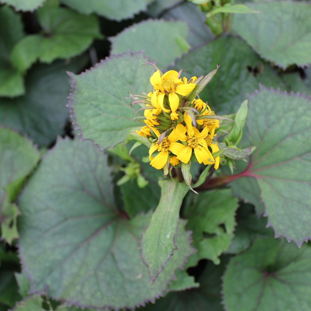 Ligularia 'Little Rocket' PP14621