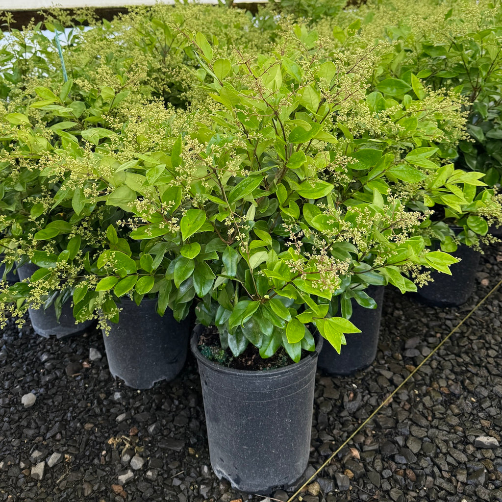 Ligustrum j. 'Texanum'