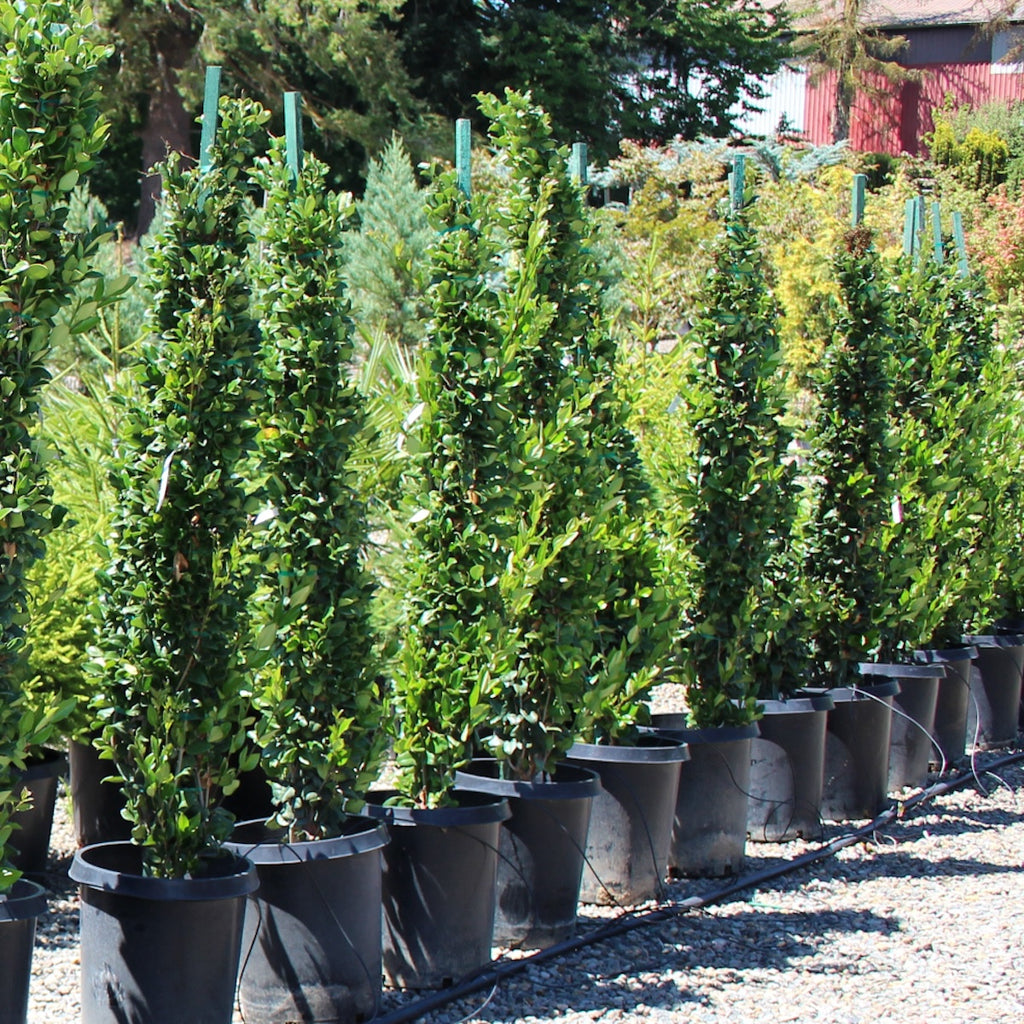 Ligustrum j. 'Texanum', Columnar