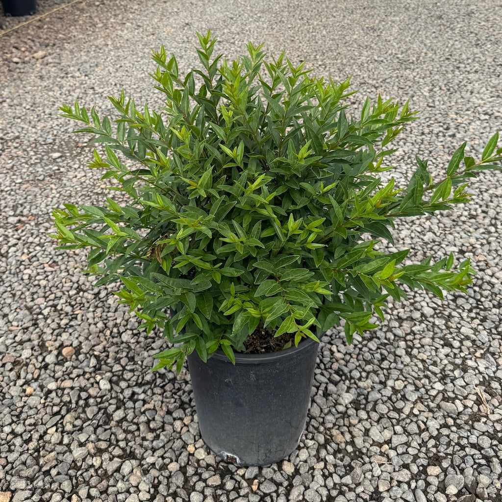 Ligustrum v. 'Lodense'