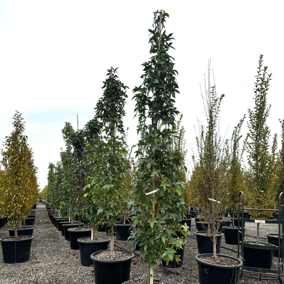 Liquidambar sty. 'Slender Silhouette'