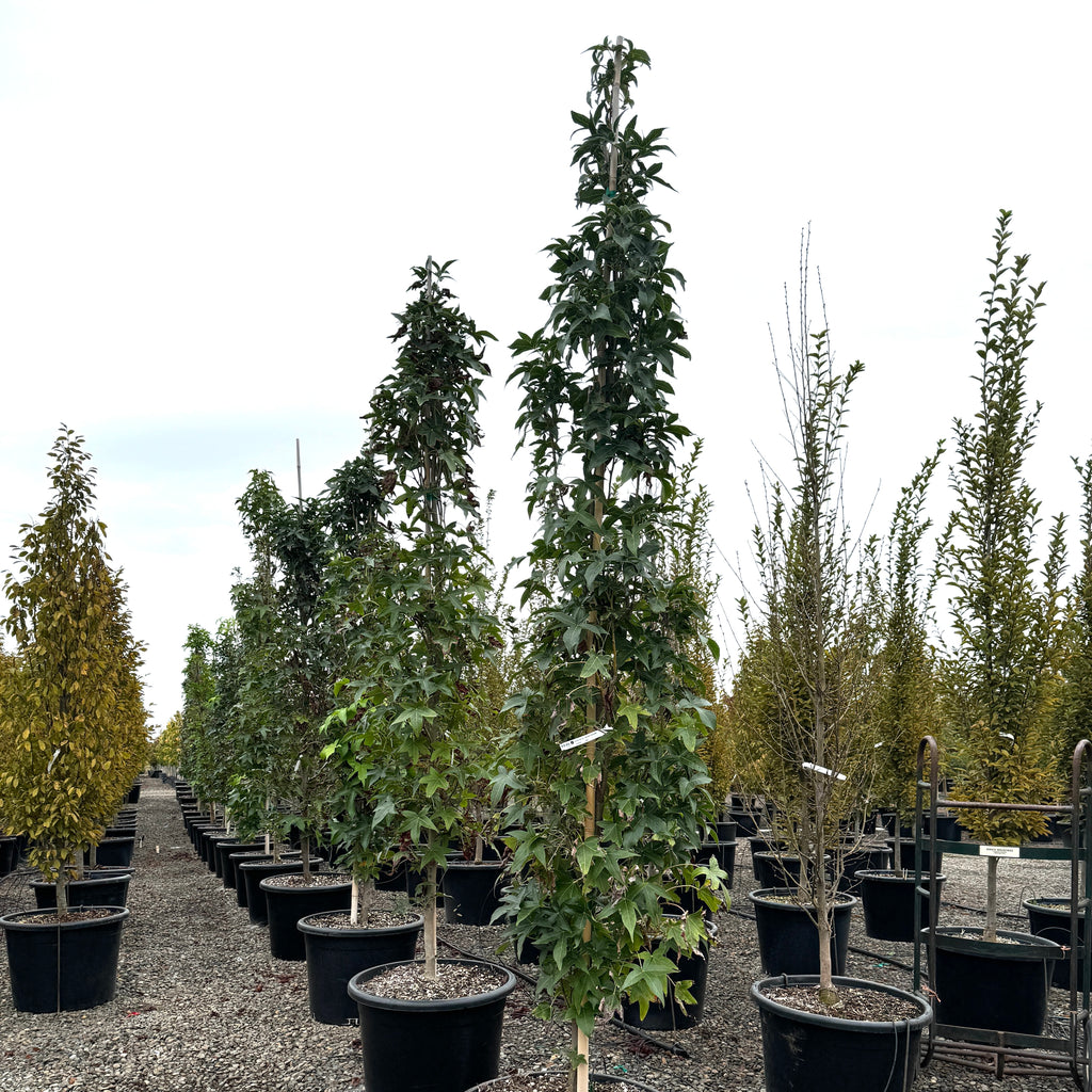 Liquidambar sty. 'Slender Silhouette'