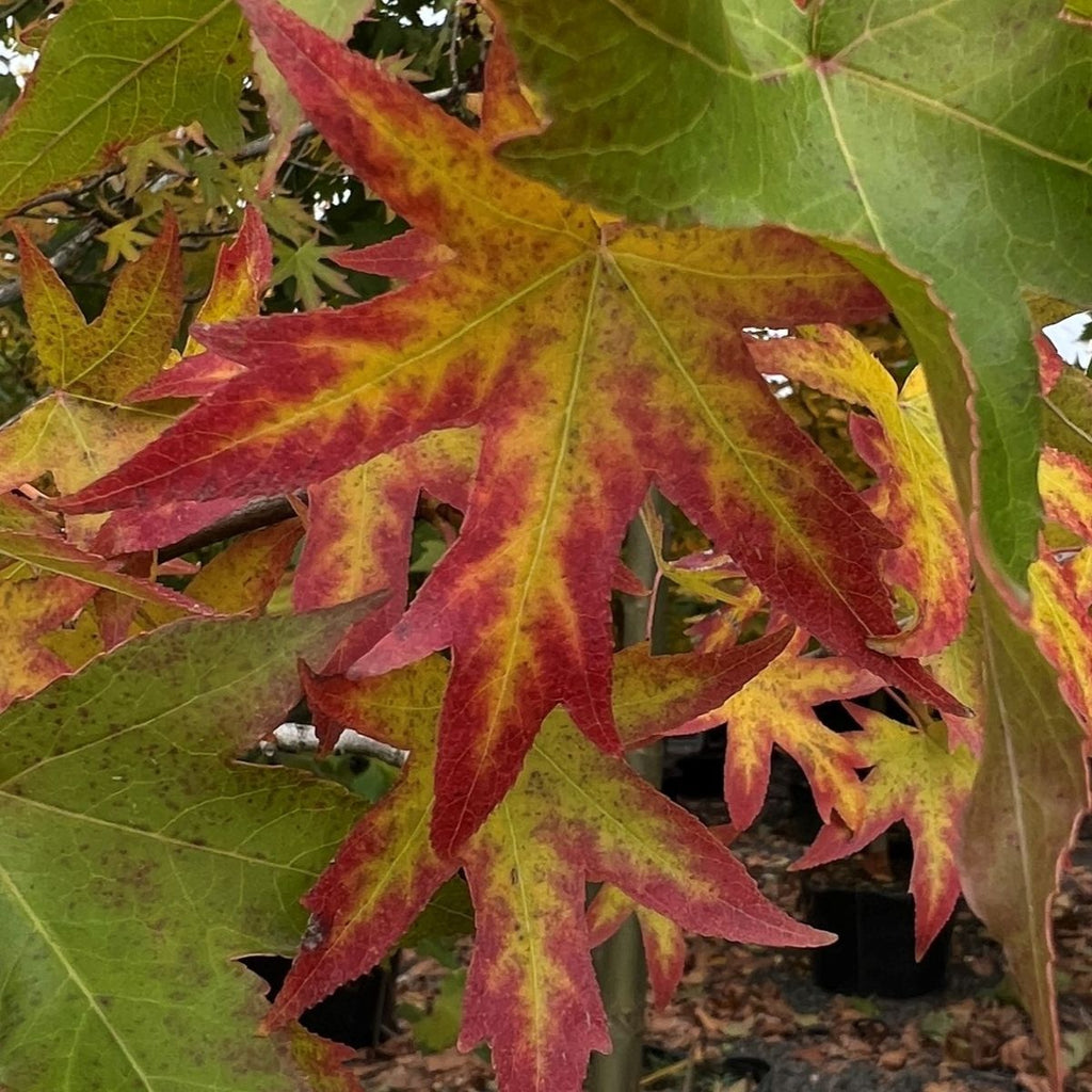 Liquidambar sty. 'Worplesdon'