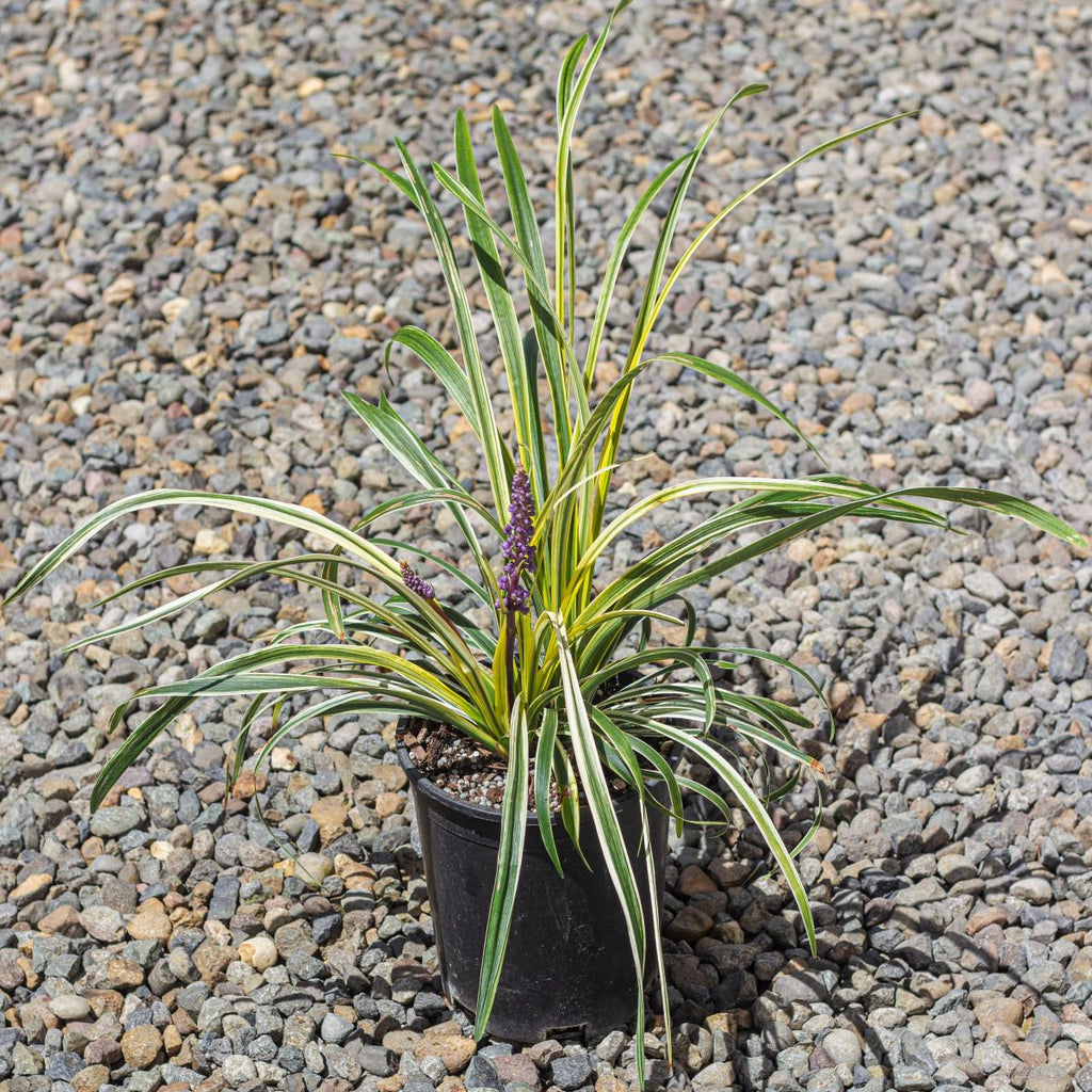 Liriope m. 'Silvery Sunproof'