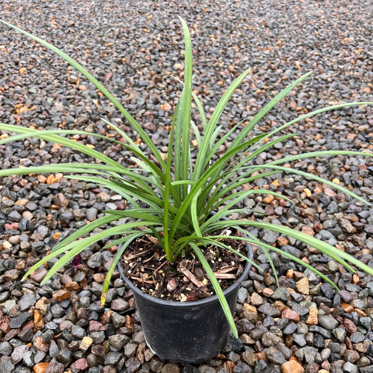 Liriope muscari 'Big Blue'