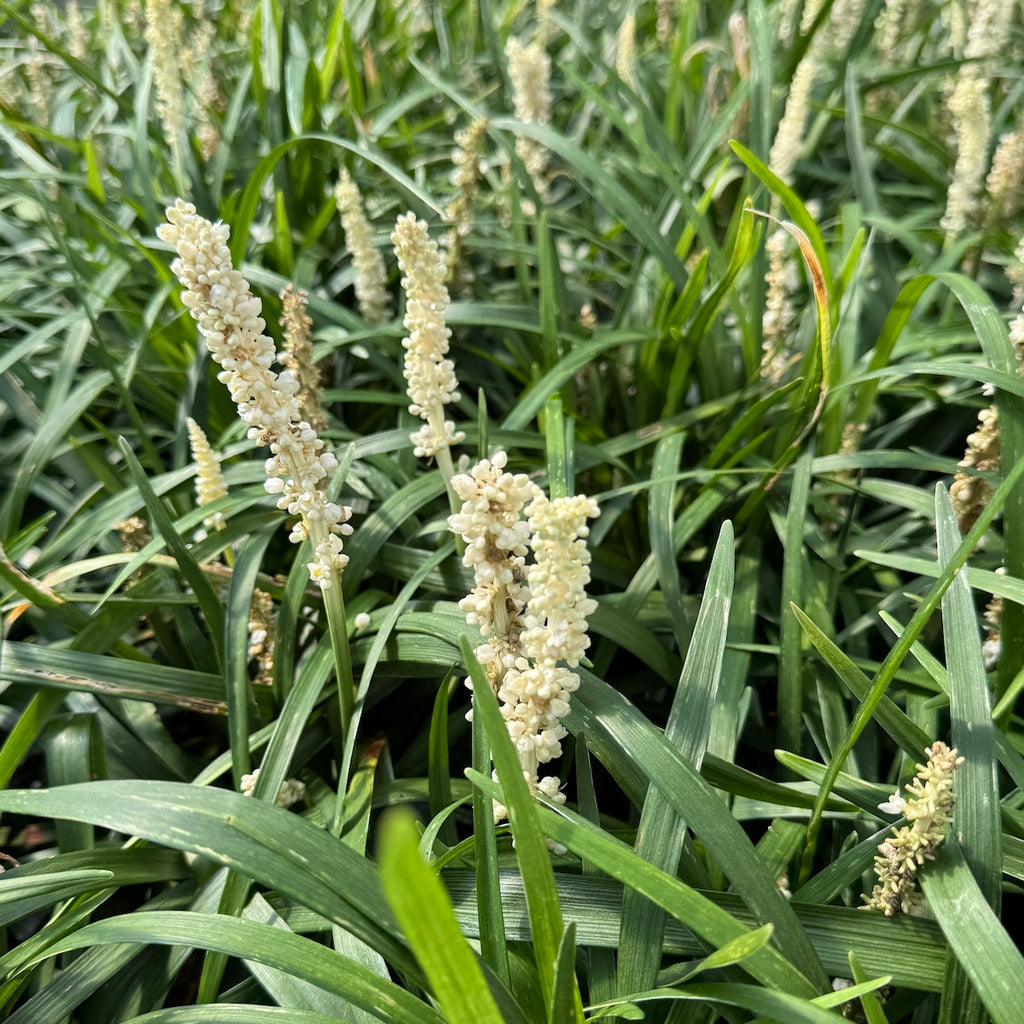 Liriope muscari 'Monroe's White'