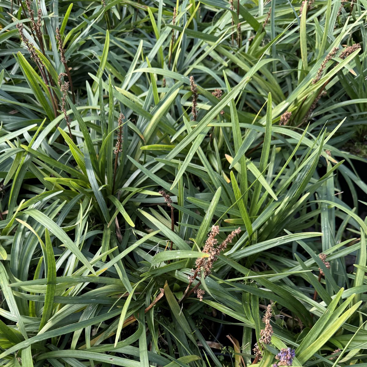 Liriope muscari 'Royal Purple'
